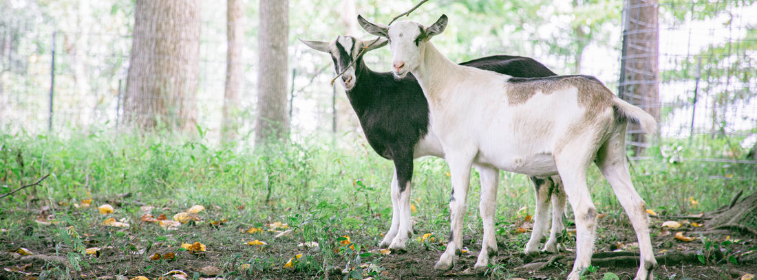 dairy goats 