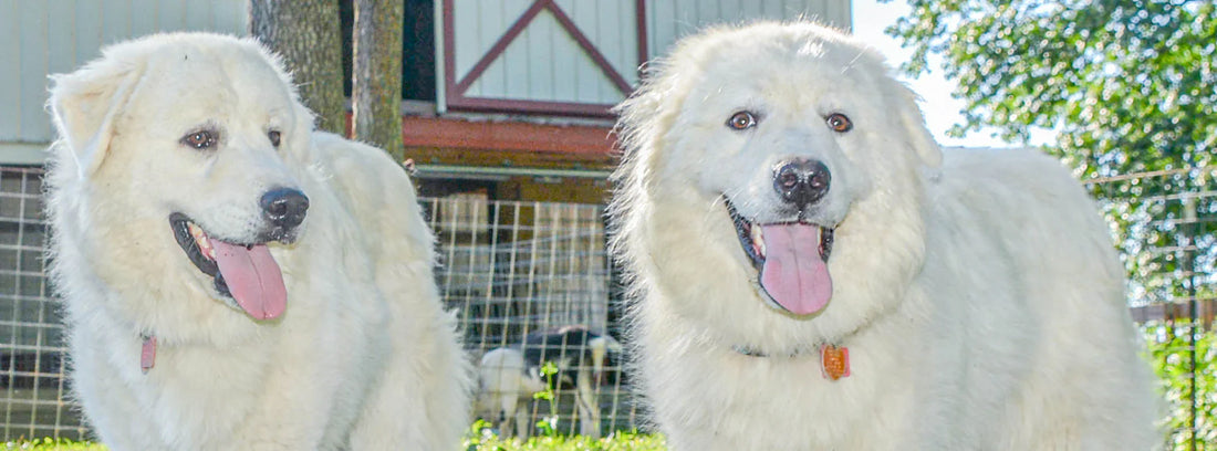 Great Pyrenees Dogs in the farm