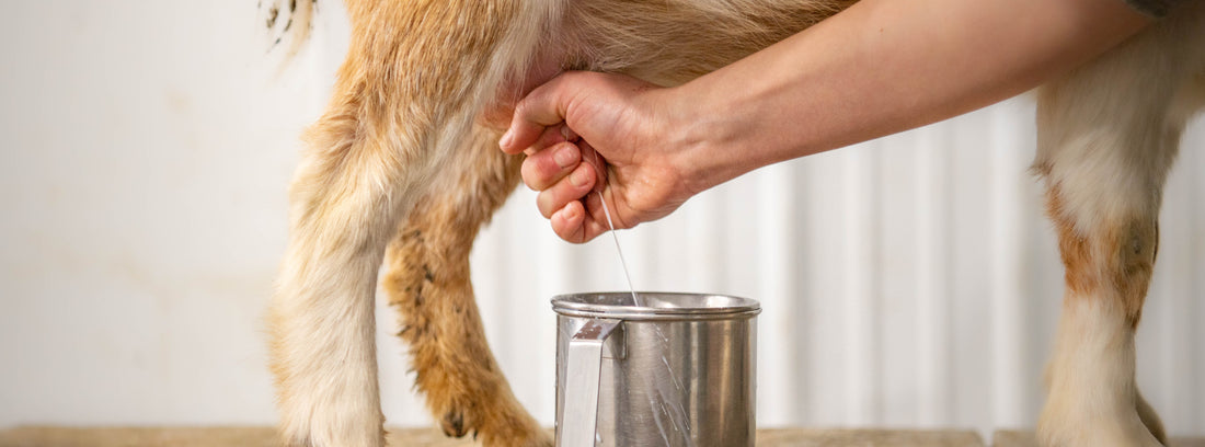 Goat Milk From a Grade A Dairy