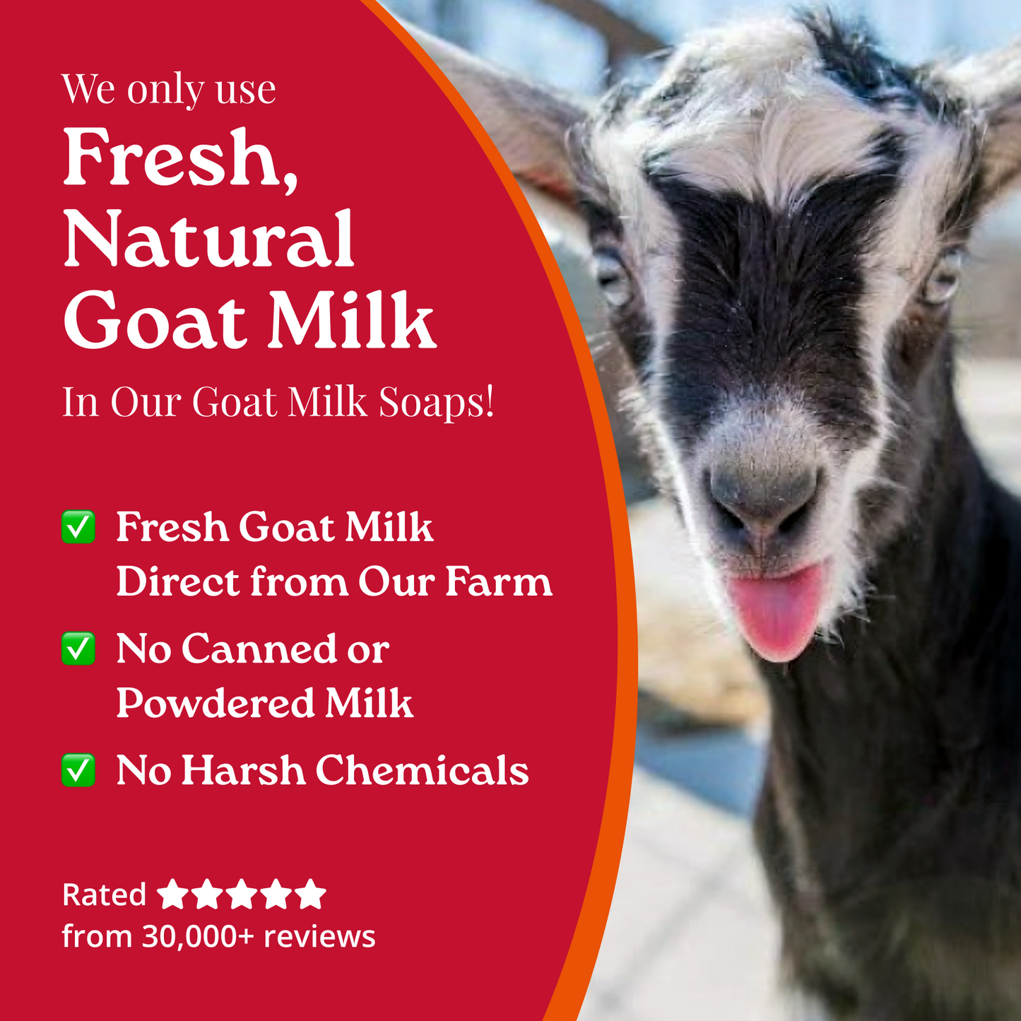 Goat milk soap uses fresh goat milk