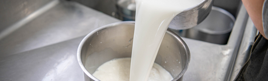 Pouring goat milk into a bucket