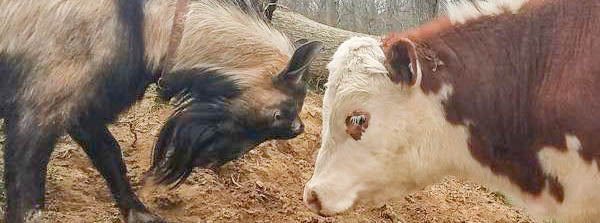 Goat Milk vs Cow Milk