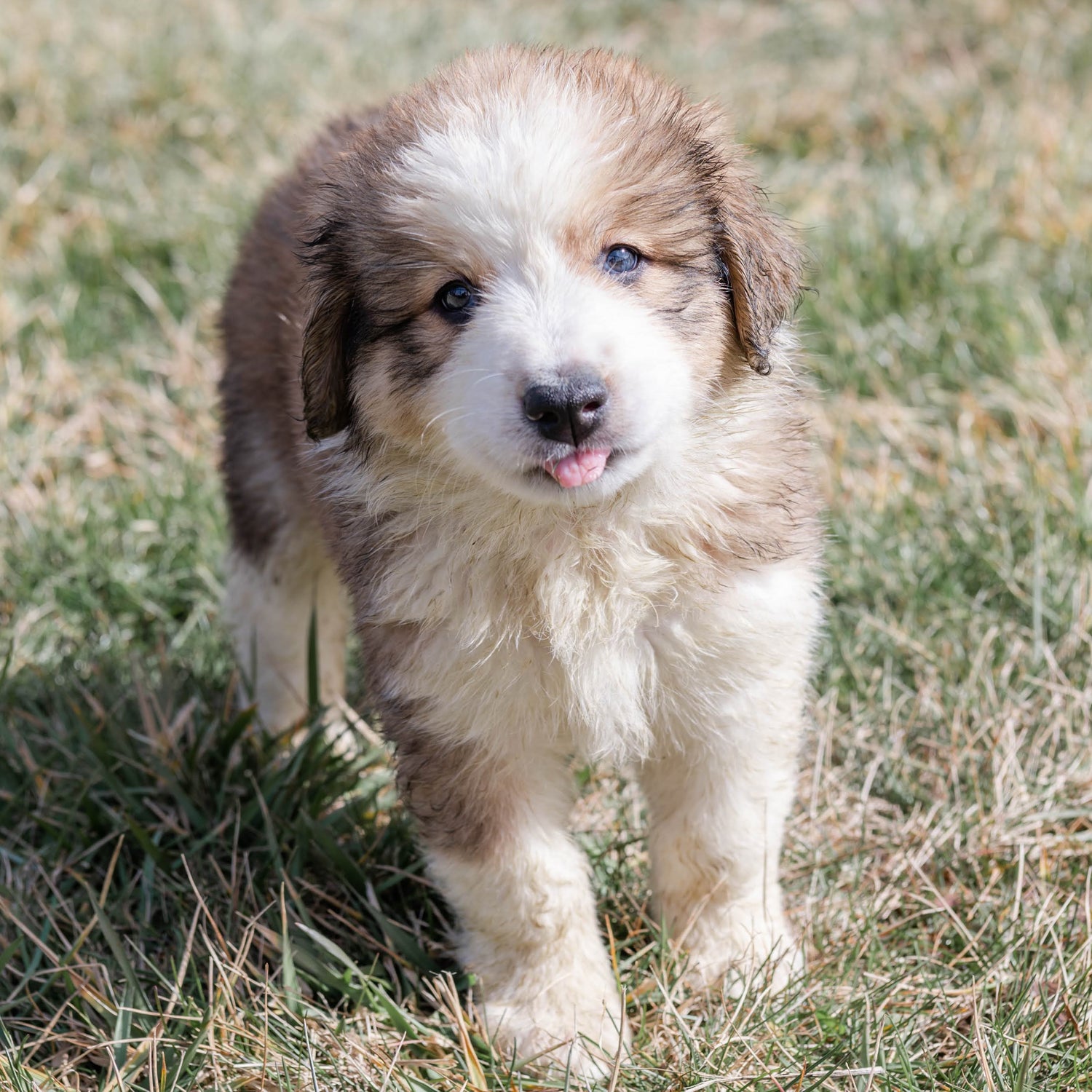 Puppy standing on grass with a neutral background