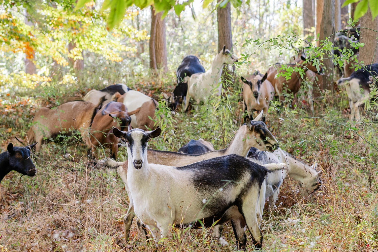 A group of goats grazing in a wooded outdoor setting with trees, leafy greenery, and dry grass.