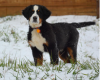 Bernese Mountain Dog standing in snow