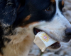 Bernese Mountain Dog Castile carrying bar of soap in its mouth