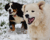 Bernese Mountain Dog and Great Pyrenees dogs running on snowy ground