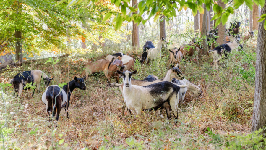 Alpine dairy goats in the woods