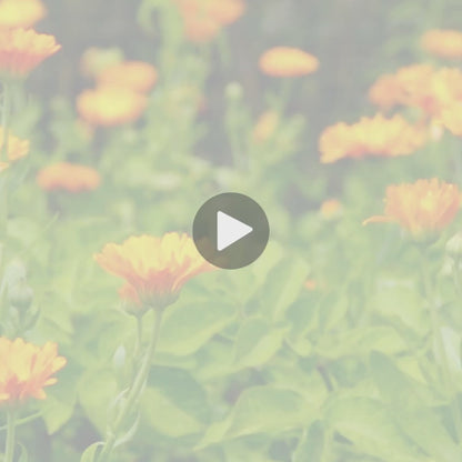 Testimonial Video - Calendula