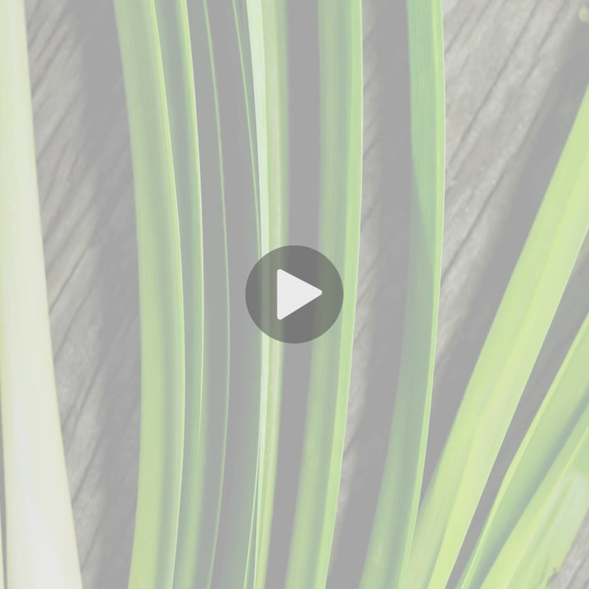 goat milk soap testimonial video lemongrass