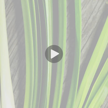 Testimonial Video - Lemongrass