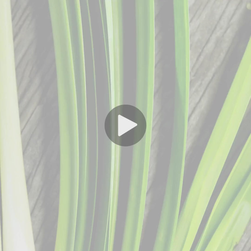 Testimonial Video - Lemongrass